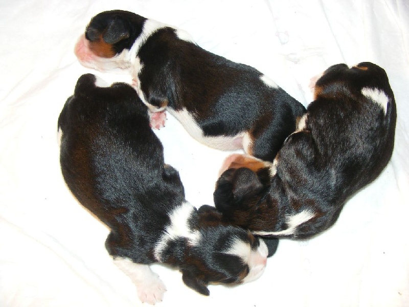Chiots avril 2014